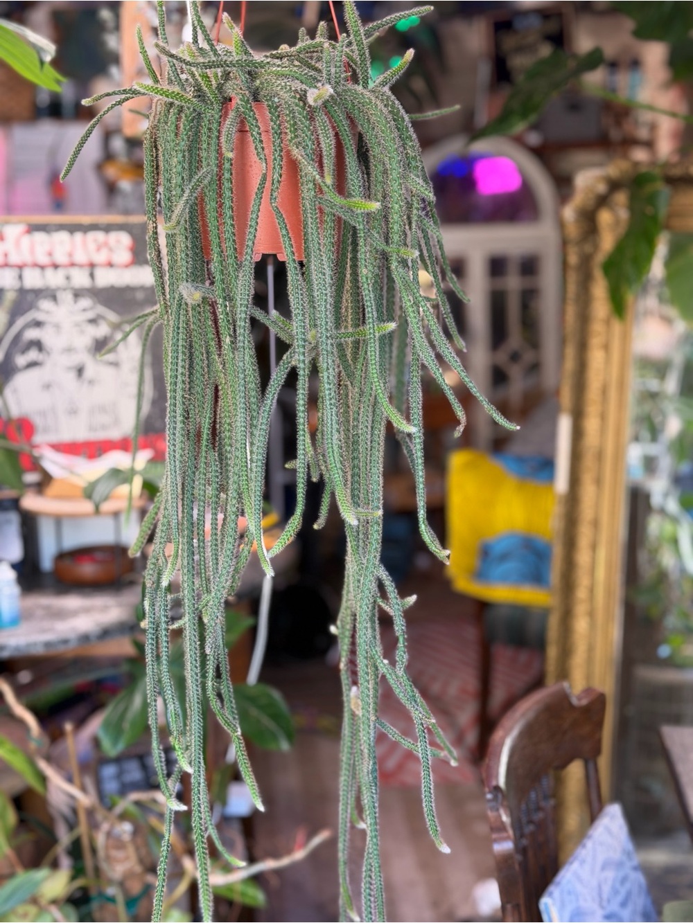 Hanging Rat Tail Cactus  - Decorative Indoor Plant